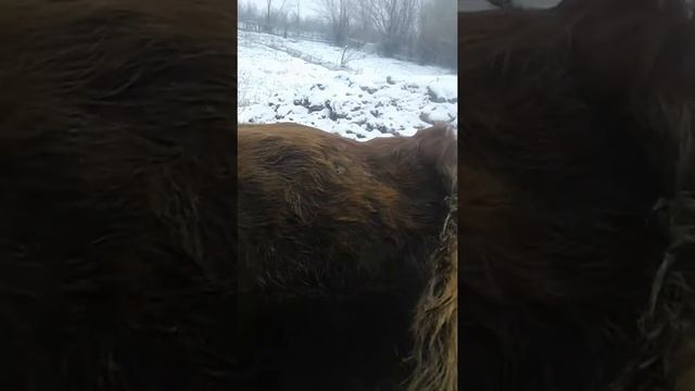 Исследование путем ректальной пальпаций смотреть онлайн