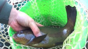 Рыбалка!!! Ловля линя на поплавочную удочку.Насадка,приманка,прикормка на линя.Выбор места на линя.