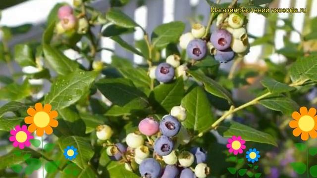 Голубика высокорослая Чиппева. Краткий обзор, описание характеристик vaccinium Chippewa смотреть онлайн