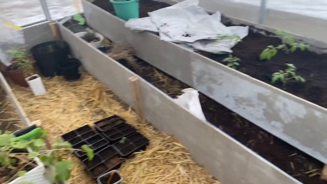 Подмосковье 17 апреля ночью шёл снег, томаты в неотапливаемой теплице! смотреть онлайн