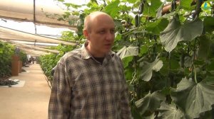 Как температурой в теплице можно управлять ростом и урожаем огурцов? (01-10-2018)