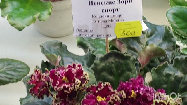 Январь 2023/НОВИНКИ/Выставка фиалок на Пятницкой(Р)#москва#фиалки#выставка# смотреть онлайн