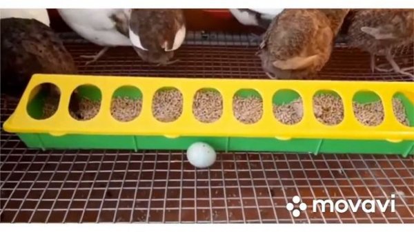 Селадон Кто Он  Перепел Породы Селадон  Celadon