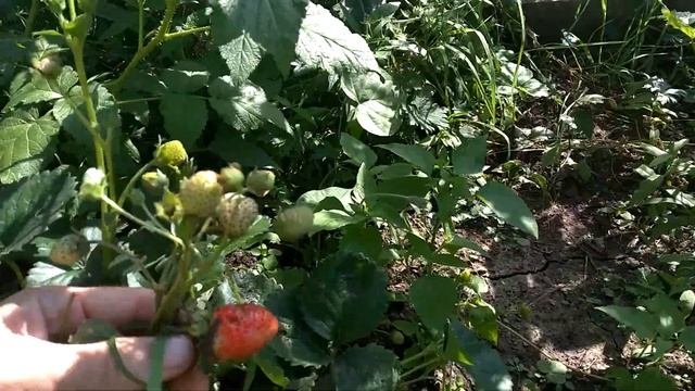 Клубника из семян. F2 сорт Элан. Что получилось? смотреть онлайн