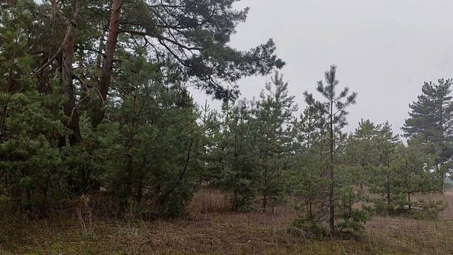 31 декабря канун Нового Года. Народные приметы и традиции. Новый 2022 год . Новогодние приметы. смотреть онлайн