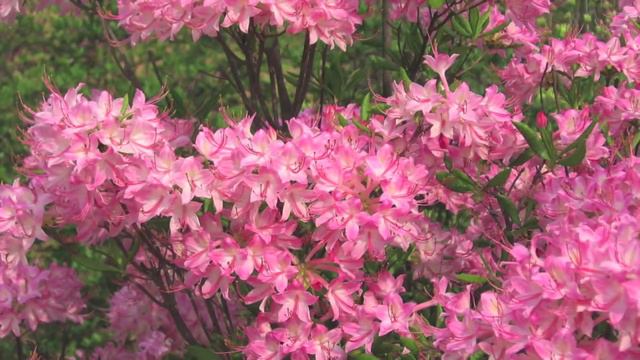 Rhododendron Azalea смотреть онлайн