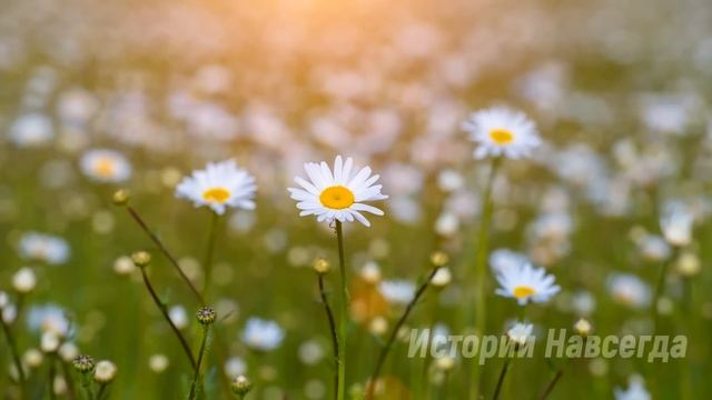 Случайно найдя в вещах мужа фотографию, Ольга решила за ним проследить. А приехав на дачу, замерла… смотреть онлайн