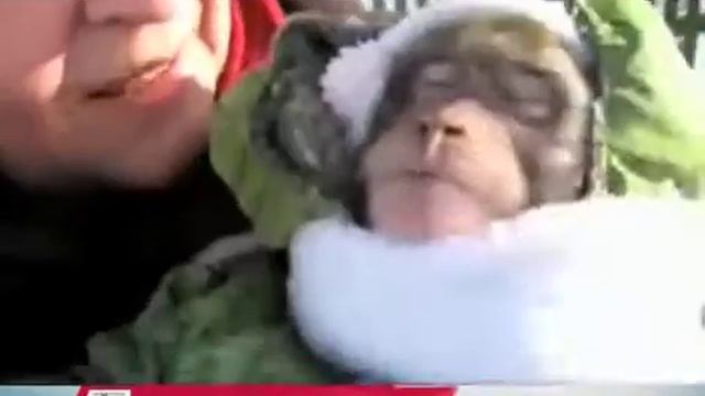 Из Трубы 04.12.13 смотреть онлайн