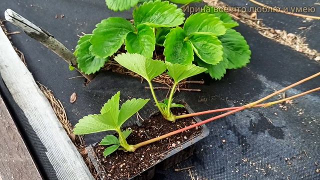 Очень ПРОСТОЙ и БЫСТРЫЙ способ прикоренения усов клубники. 🍓👍💯 смотреть онлайн