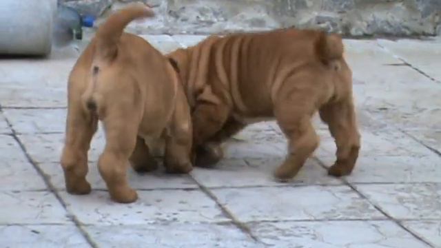 FIERY TEMPTATION & FLIGHT OF A BEE IZ DOMA BSS смотреть онлайн