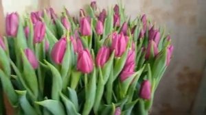 Выгонка тюльпанов 2021. Обзор сорта Laptop.