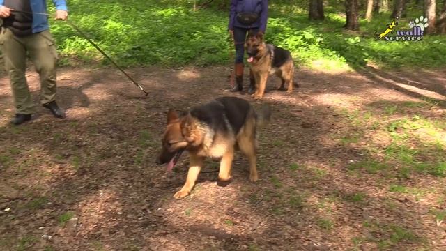 Возбуждение на собак, отказ выполнять команды, что делать? смотреть онлайн