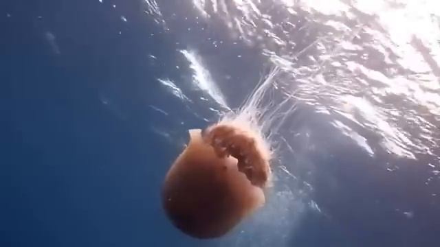 Медуза львиная грива или гигантская арктическая медуза смотреть онлайн