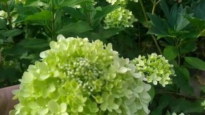 Гортензия метельчатая ГАРДЕН ЛАЙТ ИКС  ЭС ЛАЙТ. НОВИНКА!