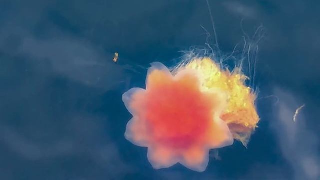 Jelly fish dance, Cyanea capillata смотреть онлайн