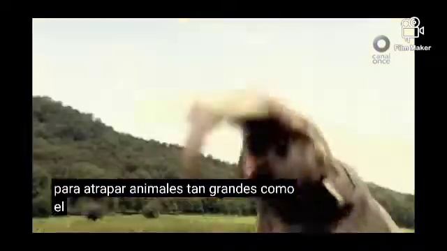 Columbian Mammoth vs Mastodon Cuvieronius vs Cavea Man смотреть онлайн