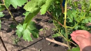 ОБЯЗАТЕЛЬНЫЕ РАБОТЫ НА ВИНОГРАДНИКЕ  ПЕРЕД ЦВЕТЕНИЕМ .