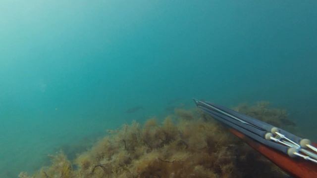 День кефали. Подводная охота с арбалетом. смотреть онлайн