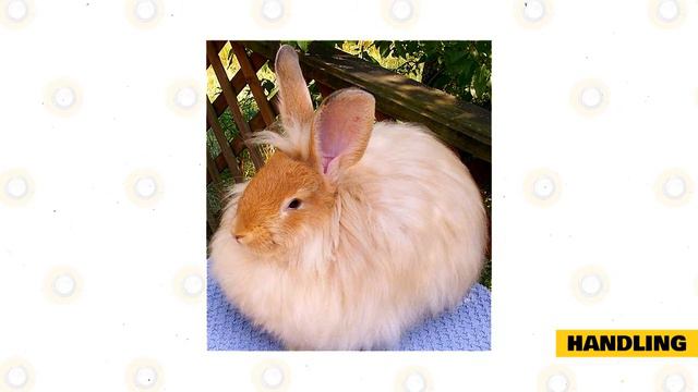 French Angora Rabbit 101: Part 1 смотреть онлайн