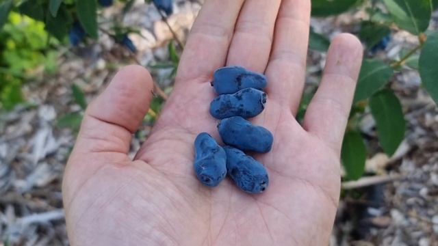 Honeyberry - Haskap Boreal Beauty, Boreal Beast (Lonicera caerulea) смотреть онлайн