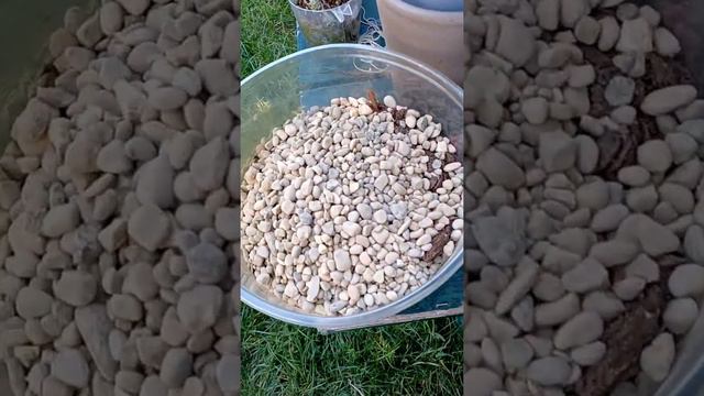 Echeveria en maceta reciclada tranplante ... смотреть онлайн