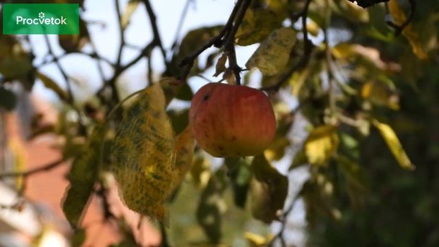 ПОМИДОРЫ ВМИГ ПОКРАСНЕЮТ НА КУСТЕ, ЕСЛИ ПОЛОЖИТЬ В ТЕПЛИЦУ ЭТО! смотреть онлайн