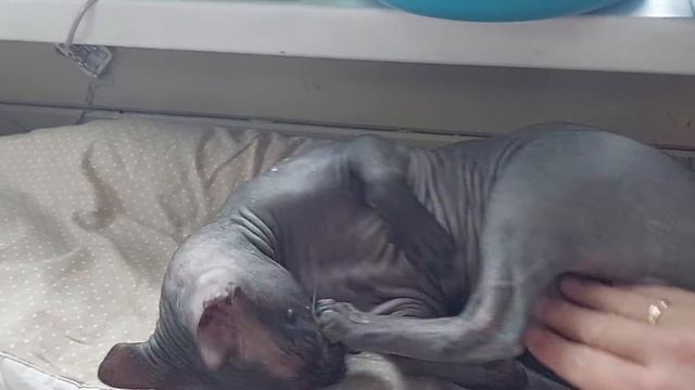 Очаровательный КОТИК-СФИНКС🥰 Ласковый и милый) смотреть онлайн