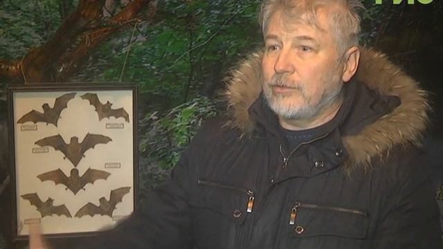 В Самарской области открылся "Музей летучей мыши" смотреть онлайн