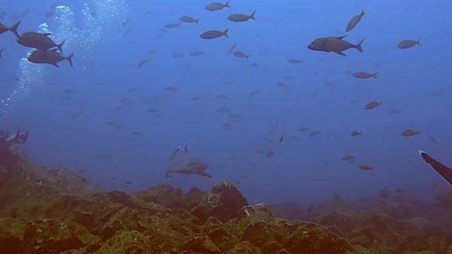 Facts: The Silvertip Shark смотреть онлайн