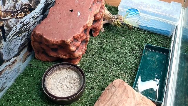 Геккон (эублефар) все-таки съел богомола смотреть онлайн