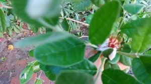 Зацвело фейхоа из семян!!!