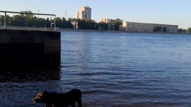 Лесотехническая Академия Жил Был Кот Жил Был Пес Музей Пса смотреть онлайн