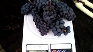 Виноград Маршал Фош. Урожай с одной ветви 2021