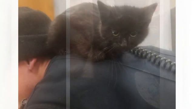 Из снежного сугроба раздавался плач, добрый полицейский просто не мог пройти мимо! смотреть онлайн