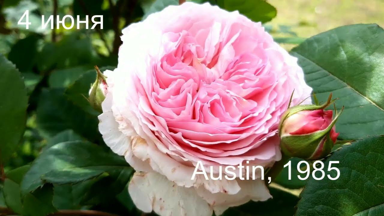 Джеймс Гелвей смотреть онлайн