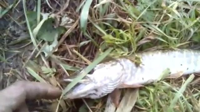 Щука укусила за палец смотреть онлайн