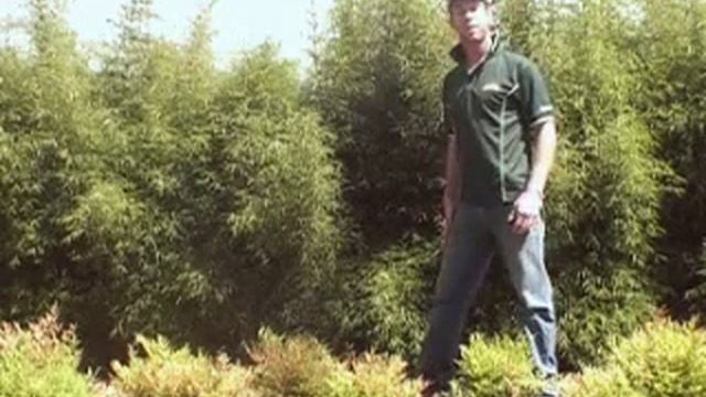 BAMBOO FARGESIA 'Fortune' смотреть онлайн