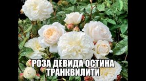 Роза Девида Остина Транквилити