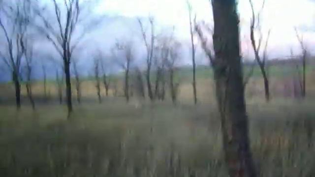 Эпаньол бретон Елисс по фазану смотреть онлайн