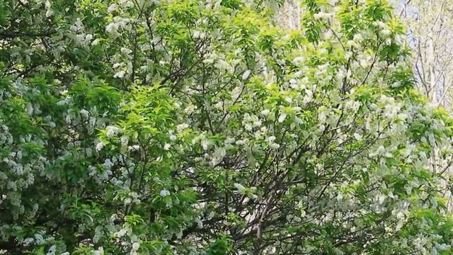 Соловьиные трели смотреть онлайн