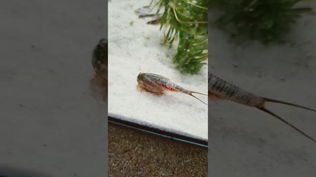 ? Triops longicaudatus ? #shorts #triopsgalaxy #triopslongicaudatus #triops смотреть онлайн