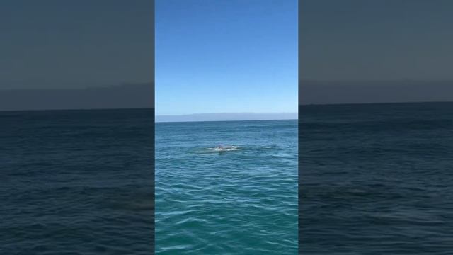 Киты в Атлантическом океане, резвятся и кайфуют?