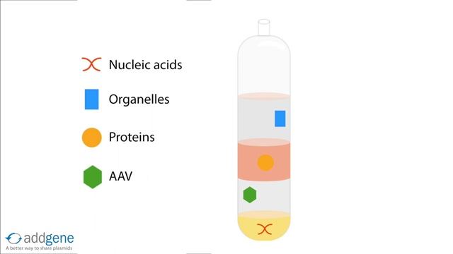 AAV Purification смотреть онлайн
