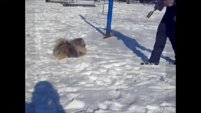 Zolotoy Krokus Muna 7 m смотреть онлайн