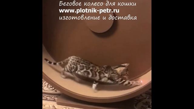 Беговое колесо для кошек. Закрытое с задней стенкой. смотреть онлайн