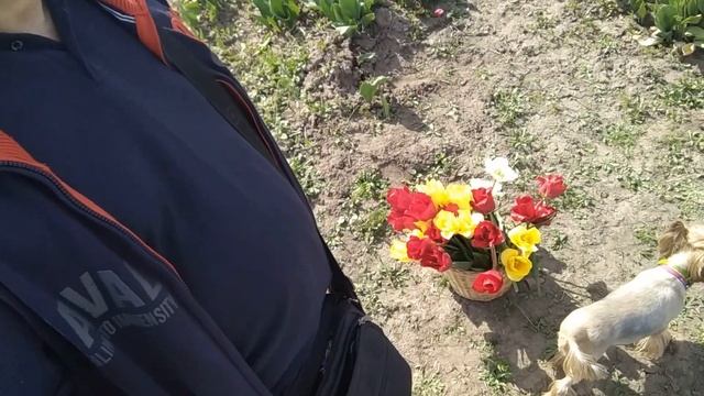 Калинково. 18.05.2021. Местный Keukenhof