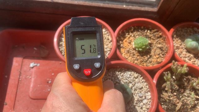 Кактусы. Температура на окне и в тепличках в солнечный день. Lophophora. смотреть онлайн