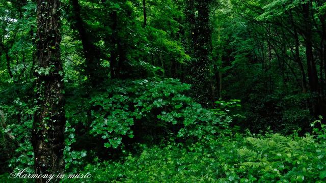 Пианино Лирическая мелодия Pianoforte Relax смотреть онлайн