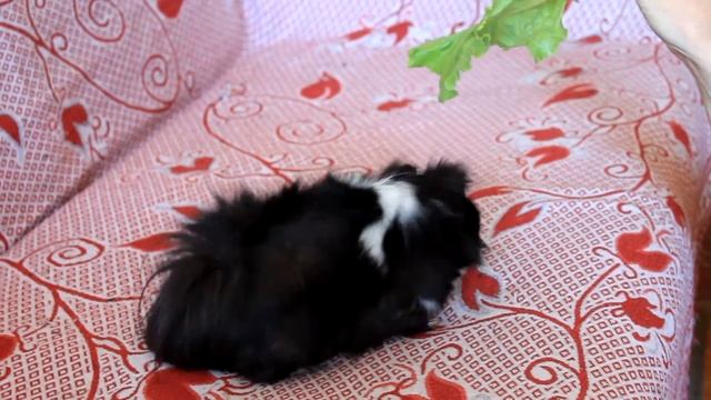 #ДРЕССИРОВКА #МОРСКОЙ #СВИНКИ | TRAINING OF THE GUINEA PIG | LE DRESSAGE DES OREILLONS MARITIMES смотреть онлайн