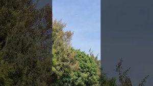 UFO Appeared From Chemtrail!